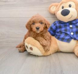 7 week old Mini Goldendoodle Puppy For Sale - Windy City Pups