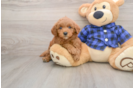 Friendly Mini Goldendoodle Baby