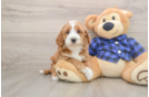 Sweet Mini Goldendoodle Baby