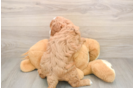 Popular Mini Goldendoodle Poodle Mix Pup