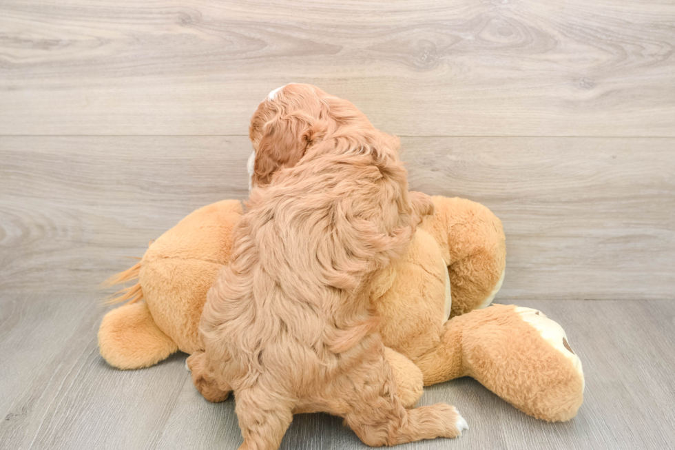 Popular Mini Goldendoodle Poodle Mix Pup