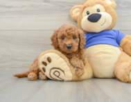 7 week old Mini Goldendoodle Puppy For Sale - Windy City Pups