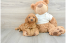 Adorable Golden Retriever Poodle Mix Poodle Mix Puppy