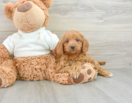 8 week old Mini Goldendoodle Puppy For Sale - Windy City Pups