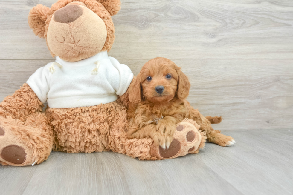 Friendly Mini Goldendoodle Baby