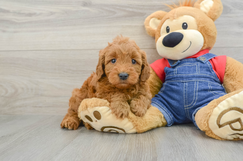 Mini Goldendoodle Pup Being Cute