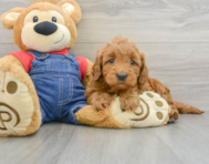 9 week old Mini Goldendoodle Puppy For Sale - Windy City Pups