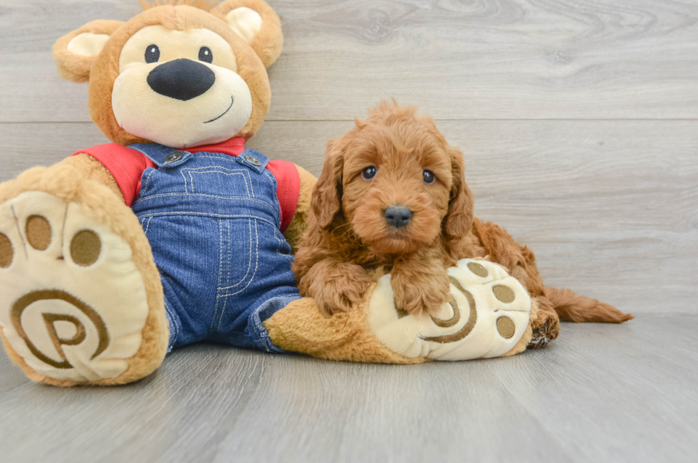 7 week old Mini Goldendoodle Puppy For Sale - Windy City Pups