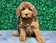 9 week old Mini Goldendoodle Puppy For Sale - Windy City Pups