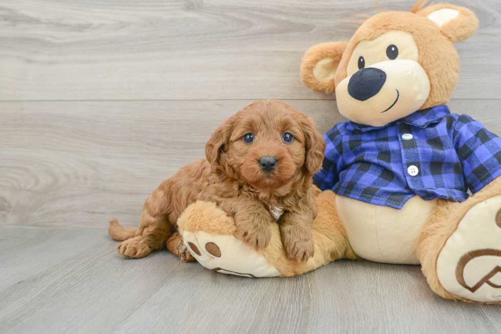 Mini Goldendoodle Puppy for Adoption