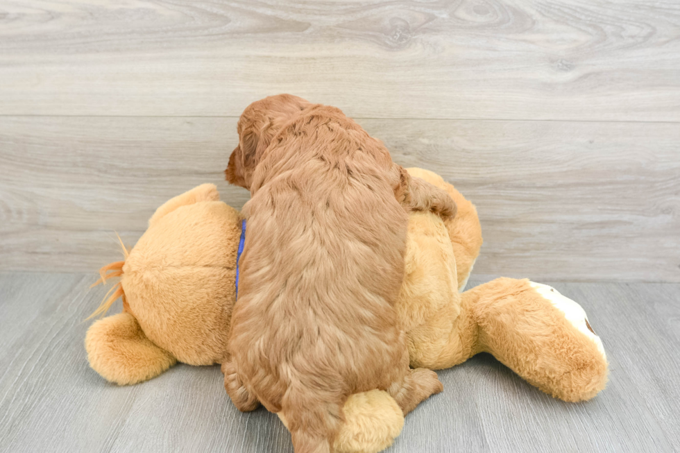 Funny Mini Goldendoodle Poodle Mix Pup