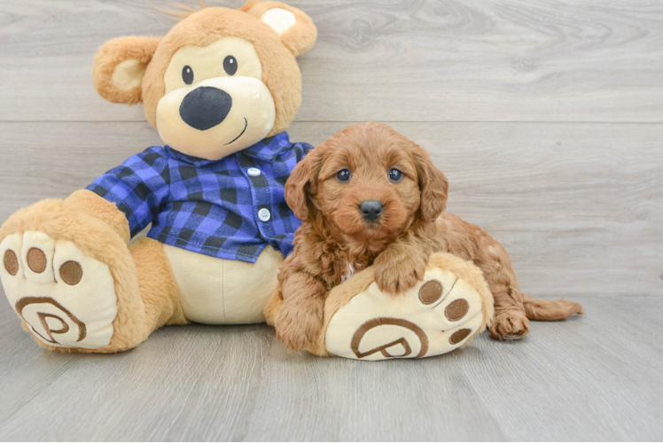 Best Mini Goldendoodle Baby