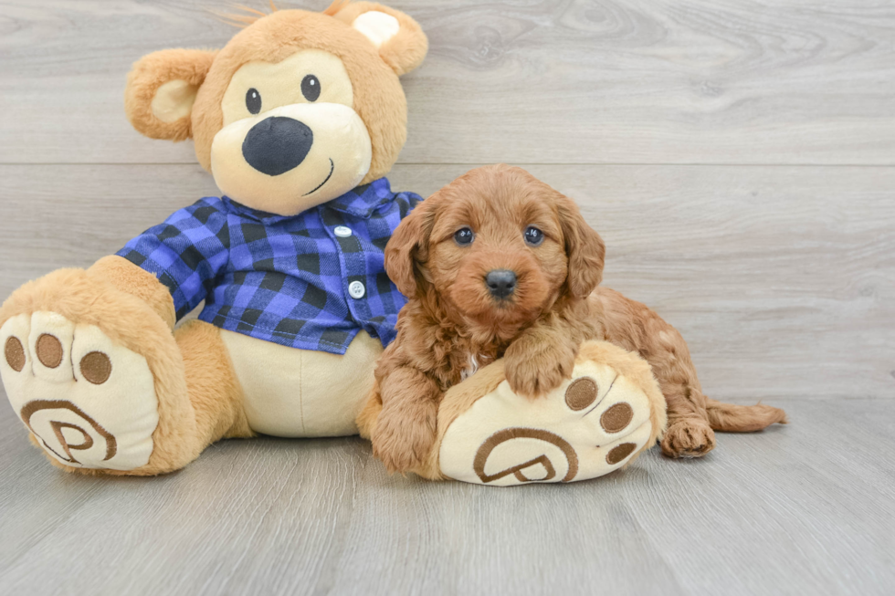 Best Mini Goldendoodle Baby