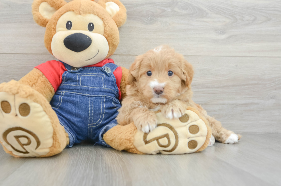 5 week old Mini Goldendoodle Puppy For Sale - Windy City Pups