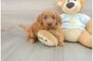 Friendly Mini Goldendoodle Baby