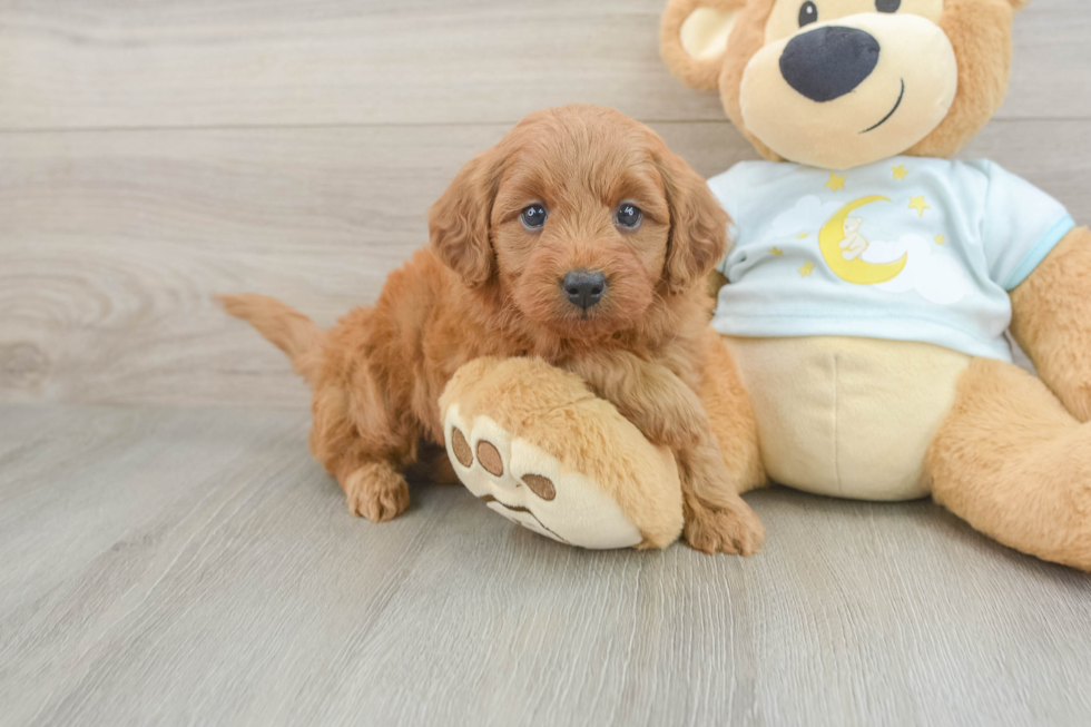 Friendly Mini Goldendoodle Baby