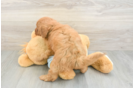 Playful Mini Groodle Poodle Mix Puppy