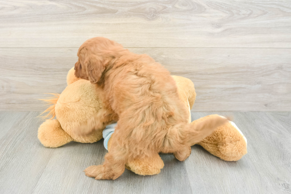 Playful Mini Groodle Poodle Mix Puppy
