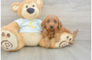 Smart Mini Goldendoodle Poodle Mix Pup