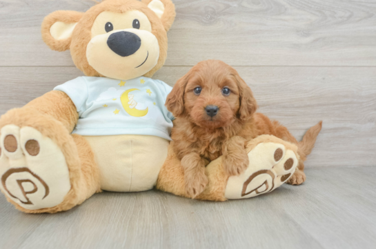 Smart Mini Goldendoodle Poodle Mix Pup