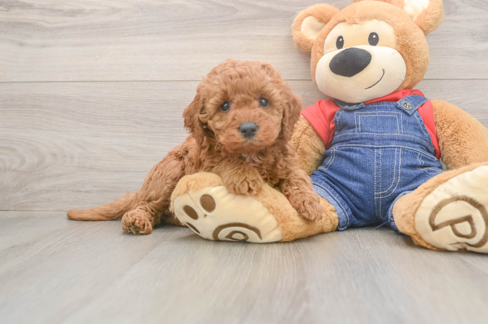 5 week old Mini Goldendoodle Puppy For Sale - Windy City Pups