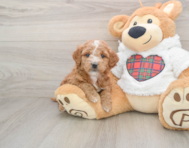6 week old Mini Goldendoodle Puppy For Sale - Windy City Pups