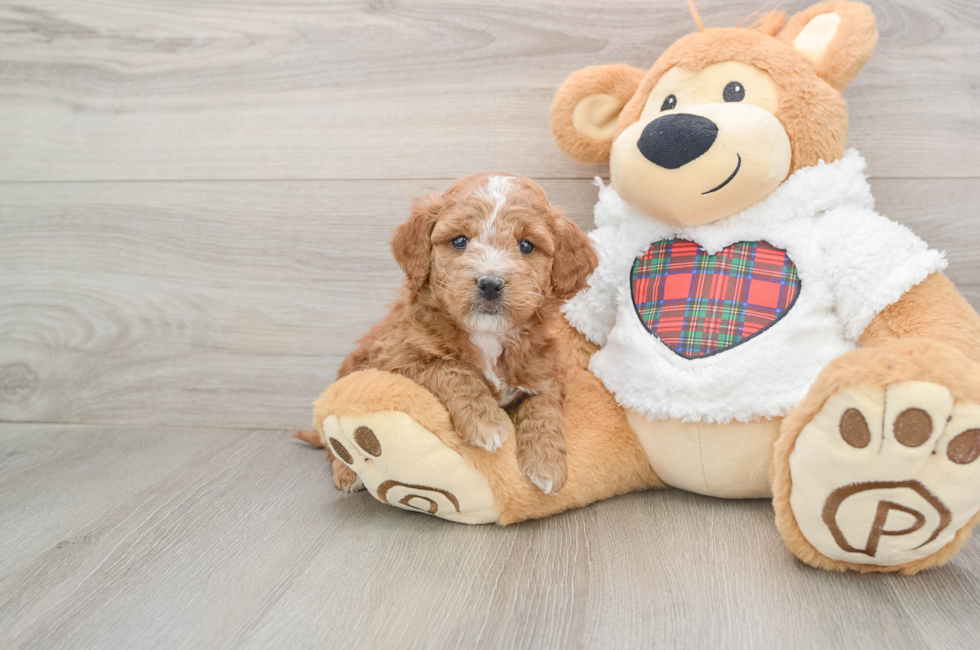 5 week old Mini Goldendoodle Puppy For Sale - Windy City Pups