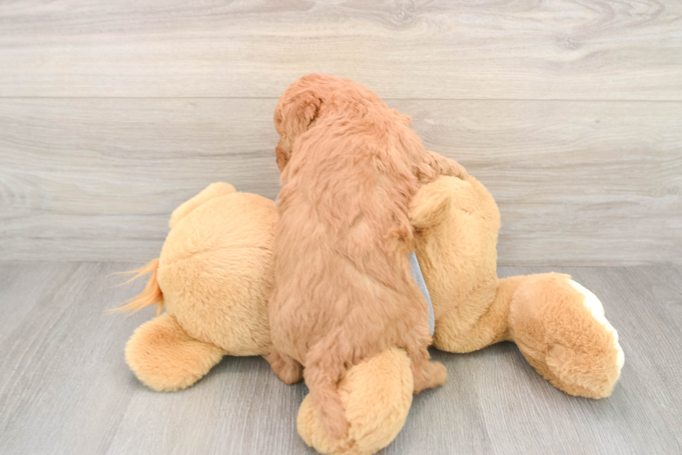 Petite Mini Goldendoodle Poodle Mix Pup