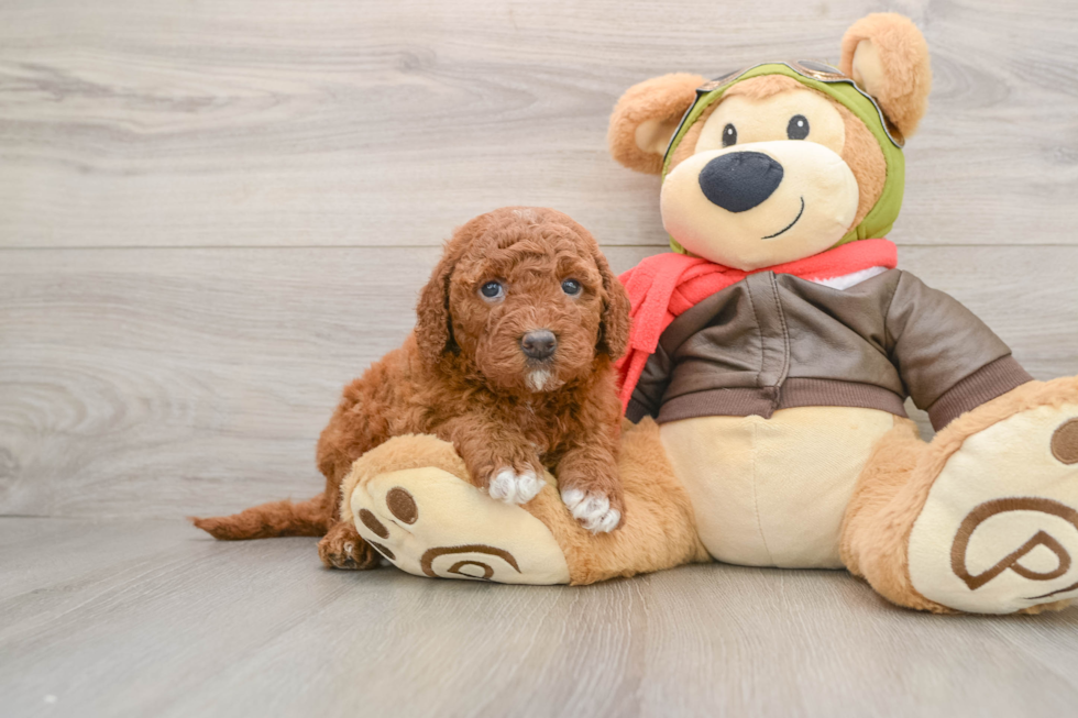 Popular Mini Goldendoodle Poodle Mix Pup