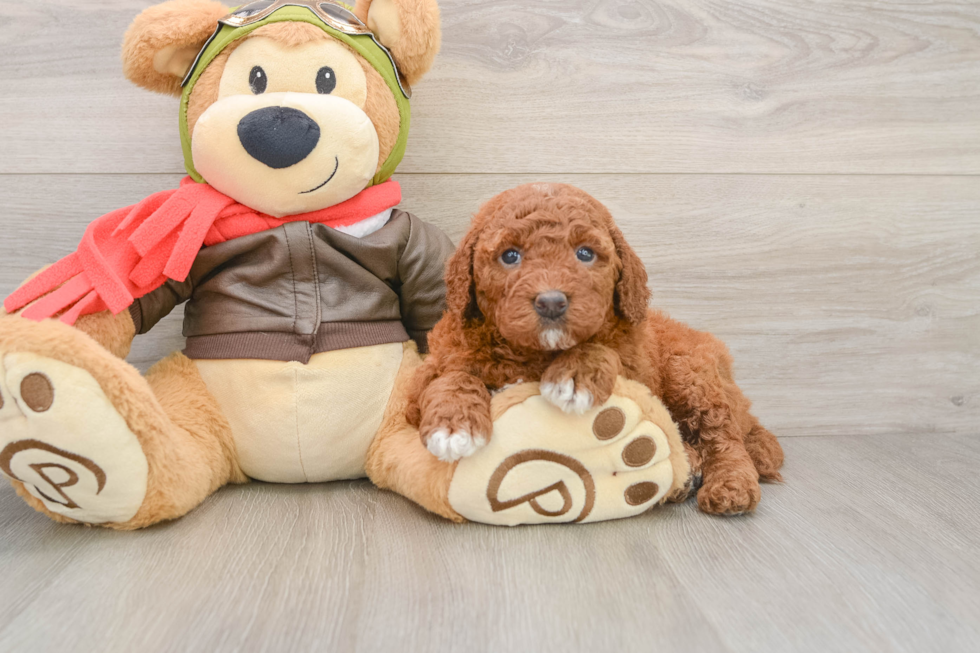 Smart Mini Goldendoodle Poodle Mix Pup