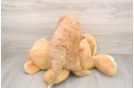 Mini Goldendoodle Puppy for Adoption