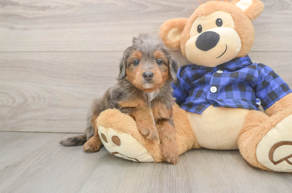6 week old Mini Goldendoodle Puppy For Sale - Windy City Pups
