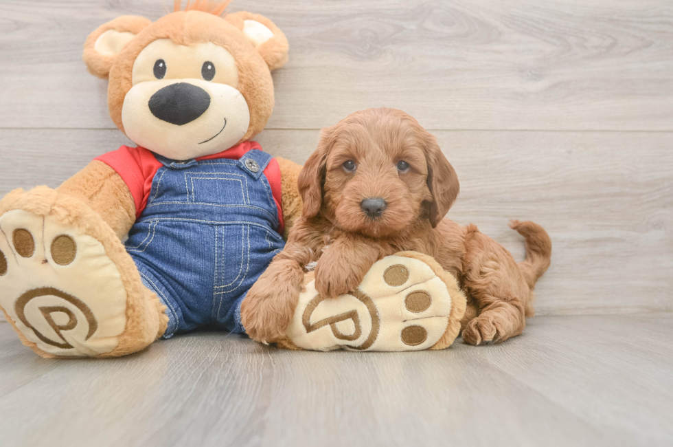 5 week old Mini Goldendoodle Puppy For Sale - Windy City Pups
