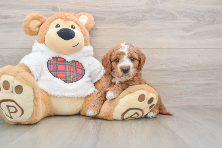 Mini Goldendoodle Pup Being Cute