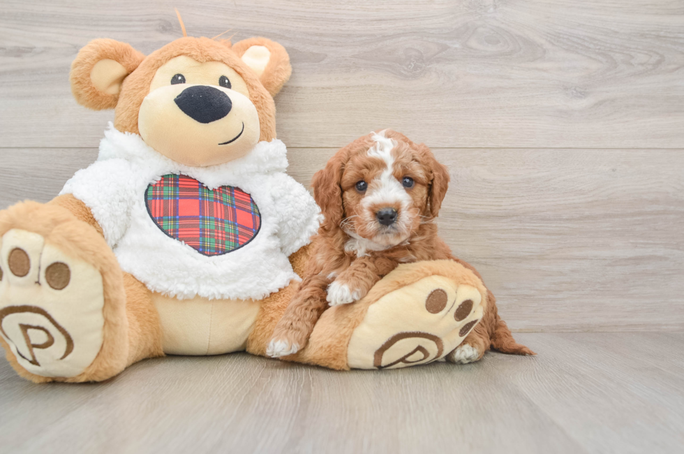 5 week old Mini Goldendoodle Puppy For Sale - Windy City Pups