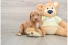 Mini Goldendoodle Puppy for Adoption