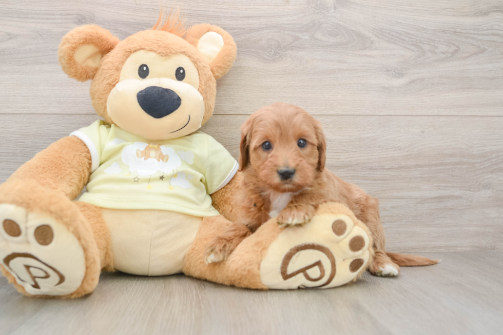 Mini Goldendoodle Puppy for Adoption