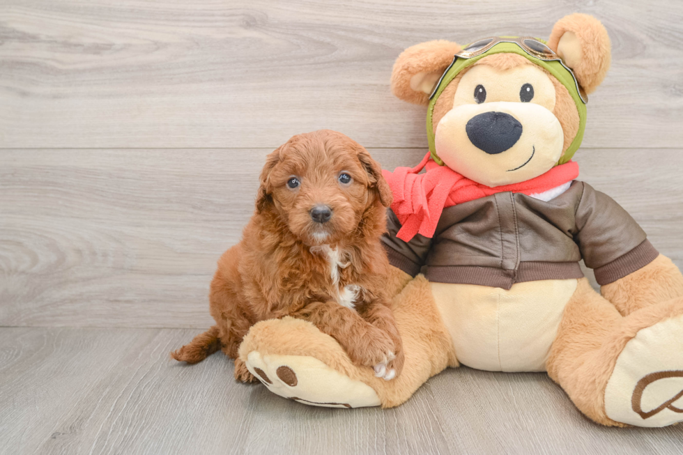 Mini Goldendoodle Puppy for Adoption