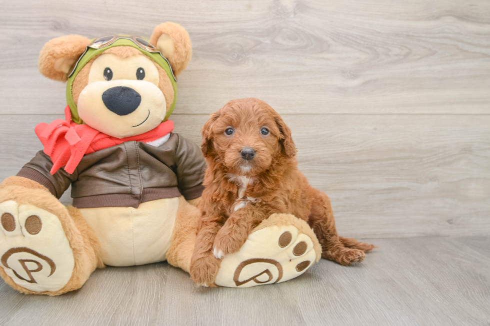 Adorable Golden Retriever Poodle Mix Poodle Mix Puppy