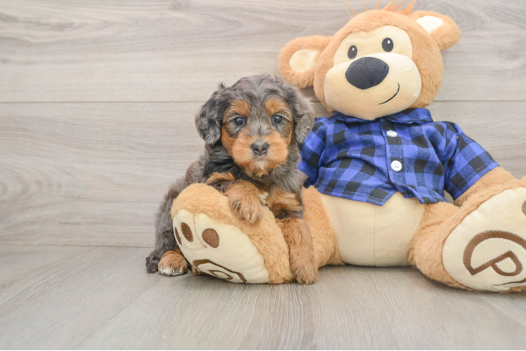 Best Mini Goldendoodle Baby