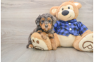 Best Mini Goldendoodle Baby