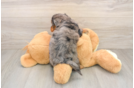 Best Mini Goldendoodle Baby