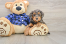 Mini Goldendoodle Puppy for Adoption