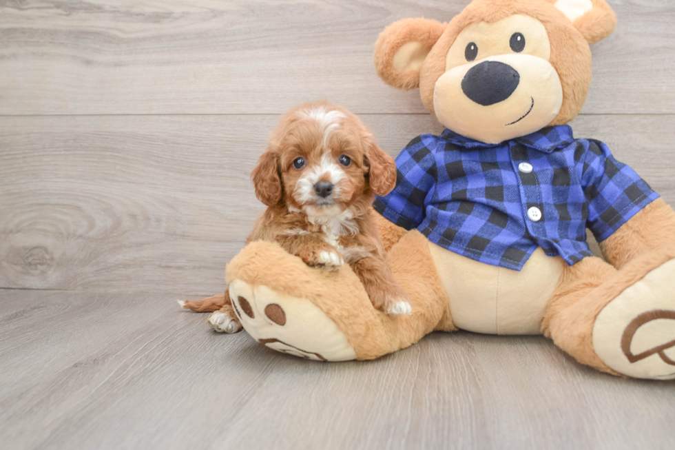 Mini Goldendoodle Puppy for Adoption