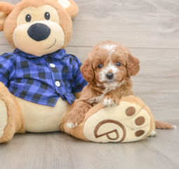 7 week old Mini Goldendoodle Puppy For Sale - Windy City Pups