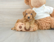 9 week old Mini Goldendoodle Puppy For Sale - Windy City Pups