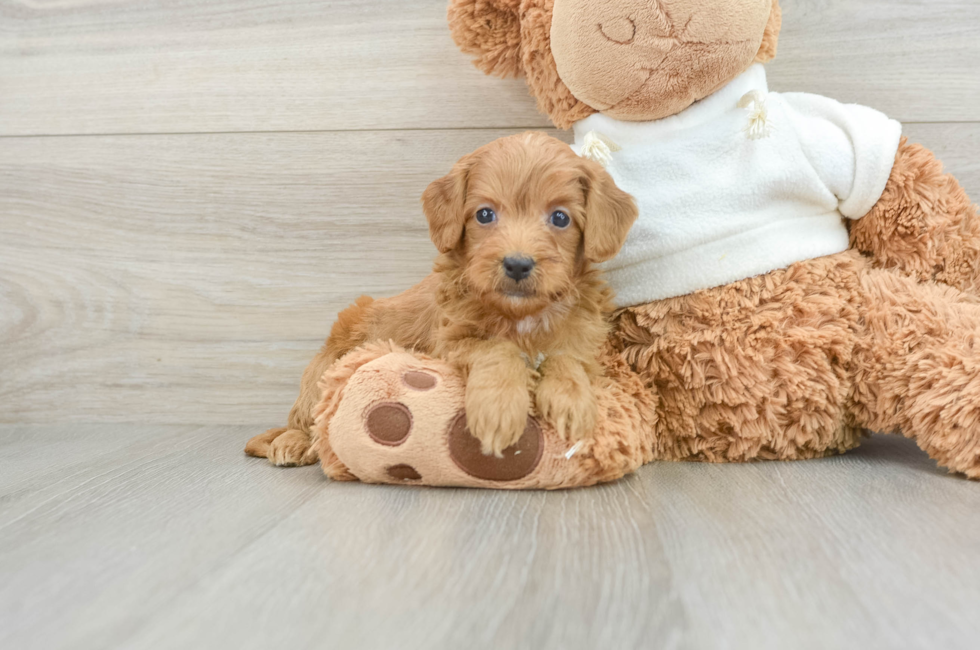 8 week old Mini Goldendoodle Puppy For Sale - Windy City Pups