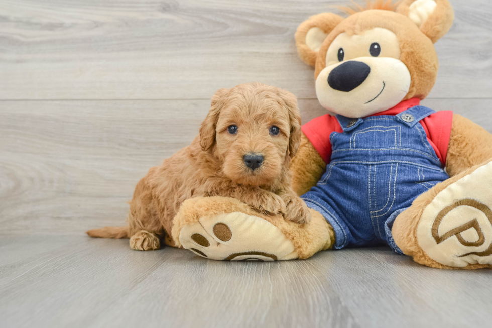 Best Mini Goldendoodle Baby