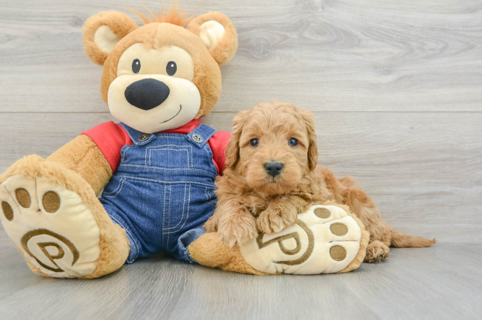 7 week old Mini Goldendoodle Puppy For Sale - Windy City Pups