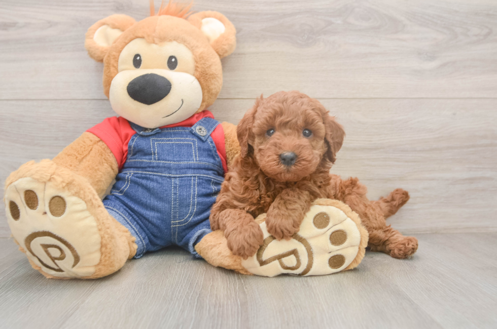 5 week old Mini Goldendoodle Puppy For Sale - Windy City Pups